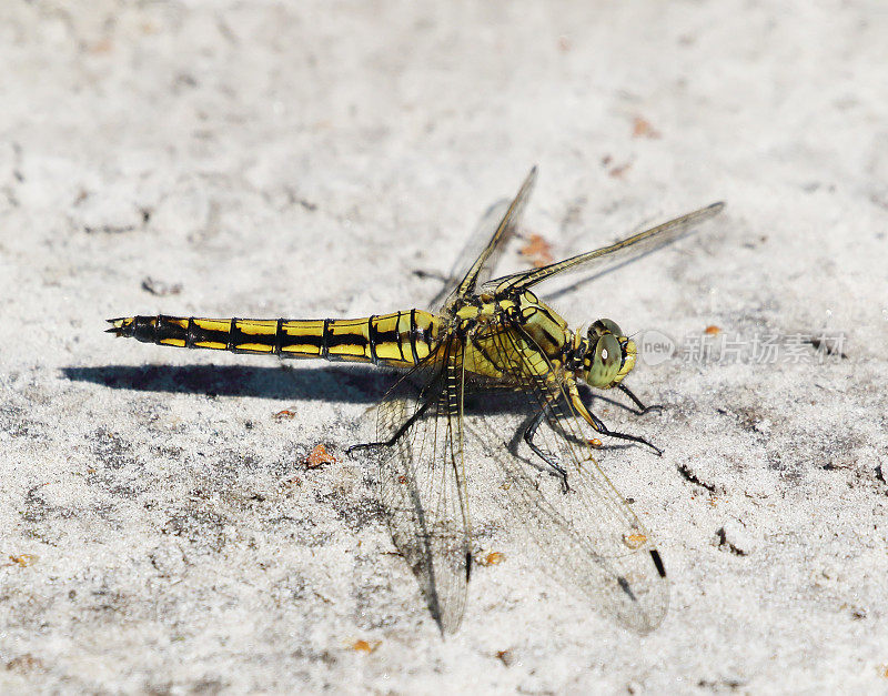 黑尾蜻蜓(Orthetrum cancellatum)雌